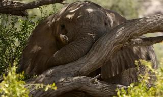 大象的特点及生活习性 大象的生活习性
